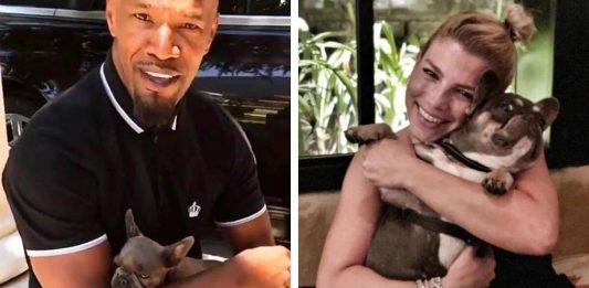 Il Bulldog francese conquista i cuori delle celebrity