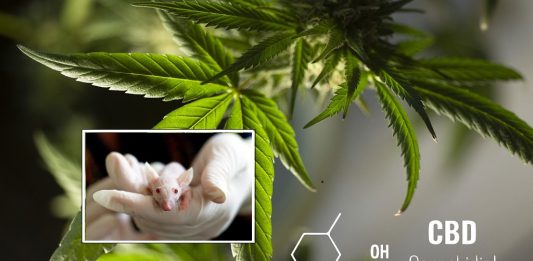 Cannabinoidi: una possibile cura per l'epilessia